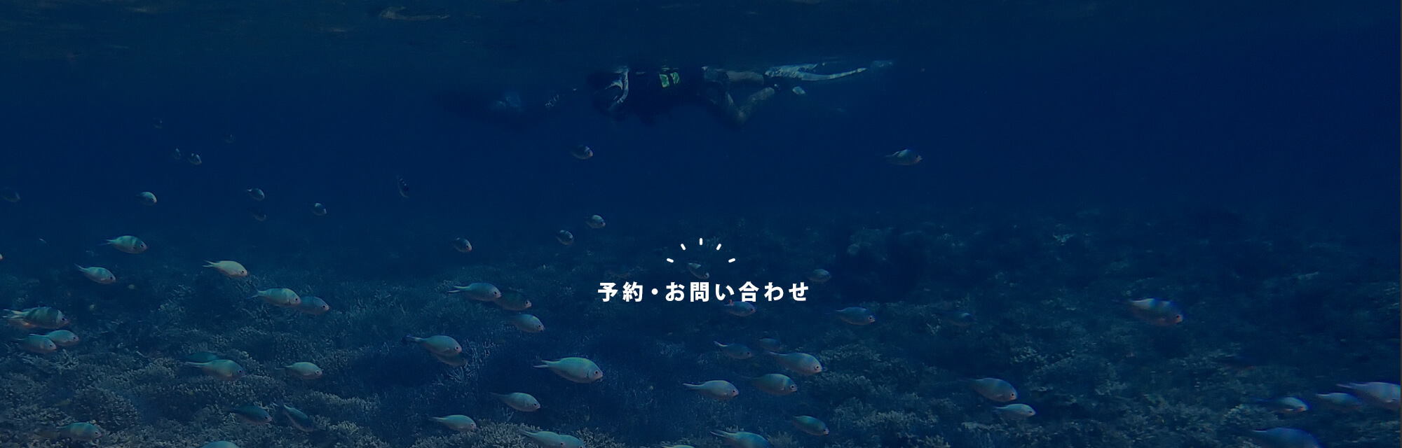 予約・お問い合わせ